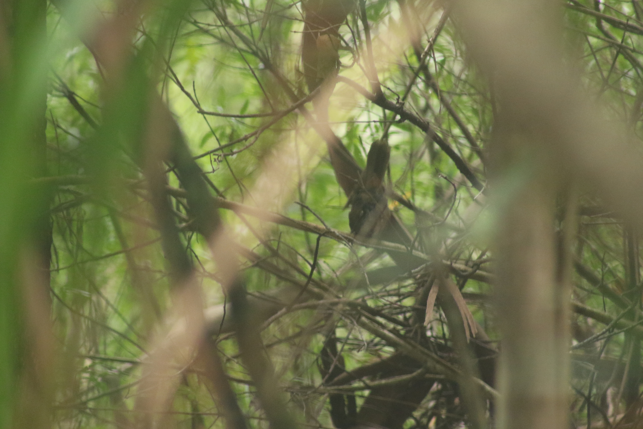 Pilotbird (Pycnoptilus floccosus), photo 6