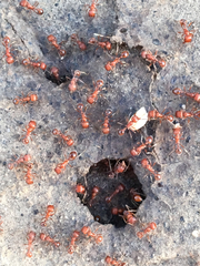 Formicidae