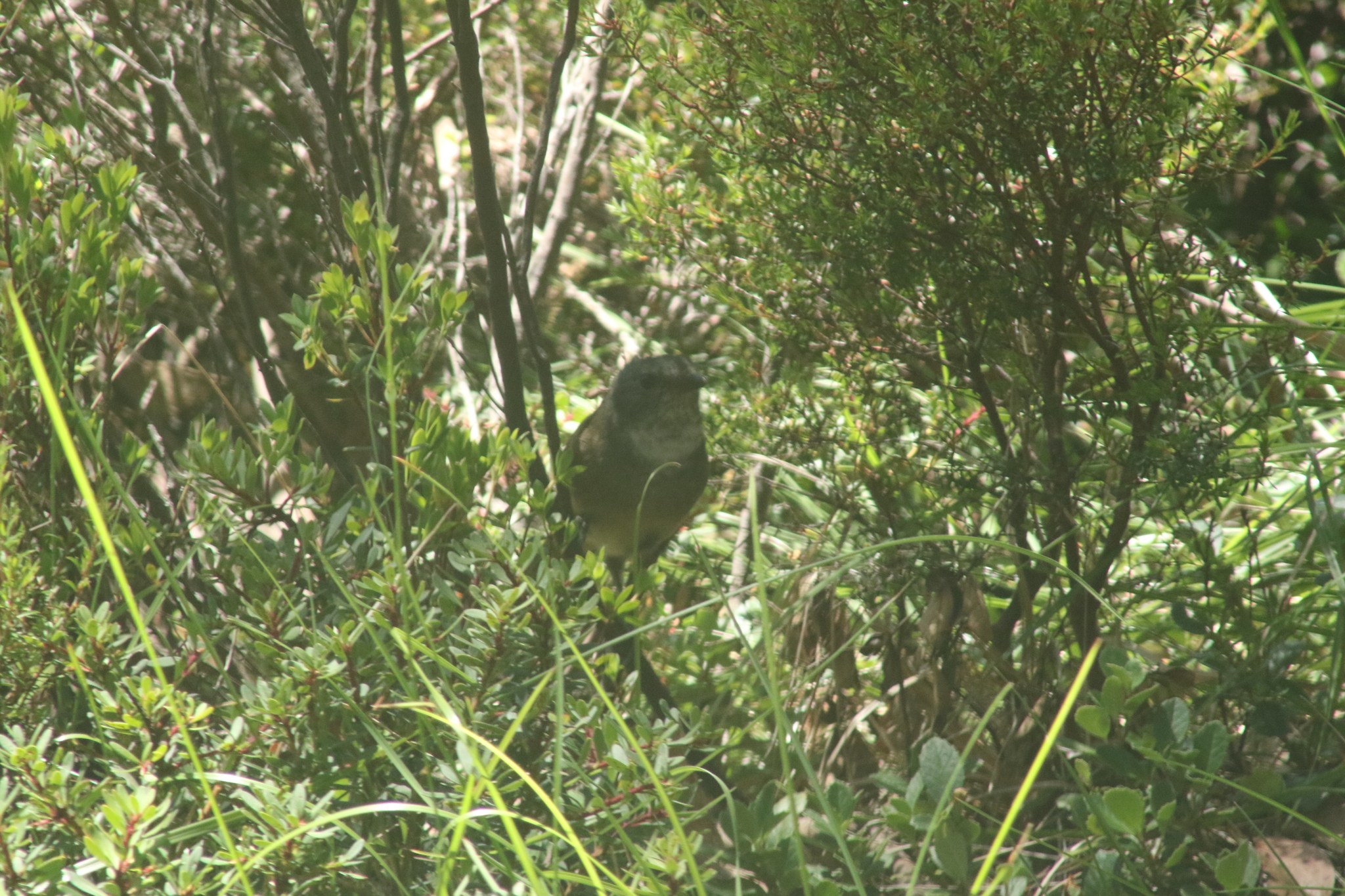 Olive Whistler (Pachycephala olivacea), photo 9