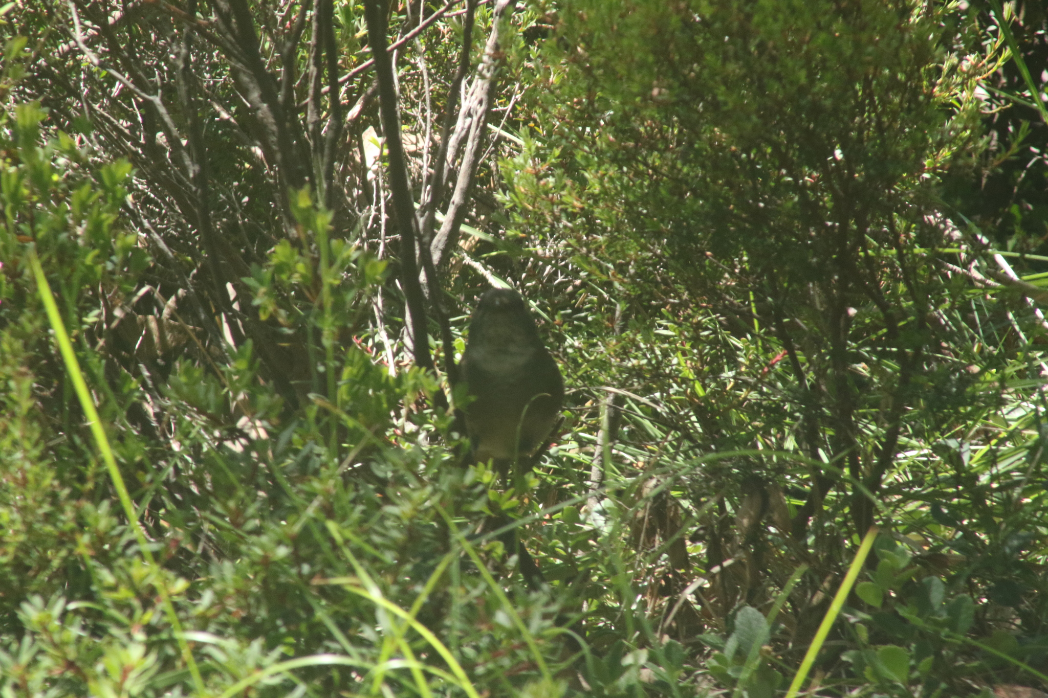Olive Whistler (Pachycephala olivacea), photo 10