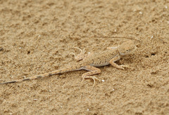 Phrynocephalus guttatus