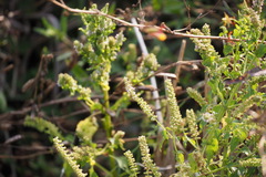 Basilicum polystachyon