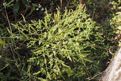 Basilicum polystachyon