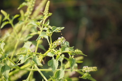 Basilicum polystachyon