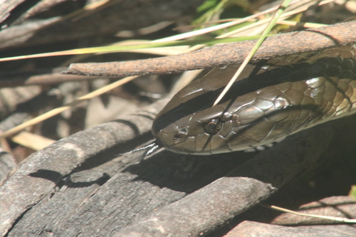 Tiger Snake sighting