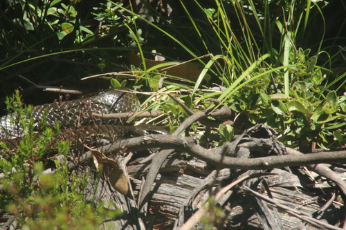 Tiger Snake sighting