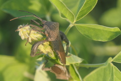 Anoplocnemis phasianus