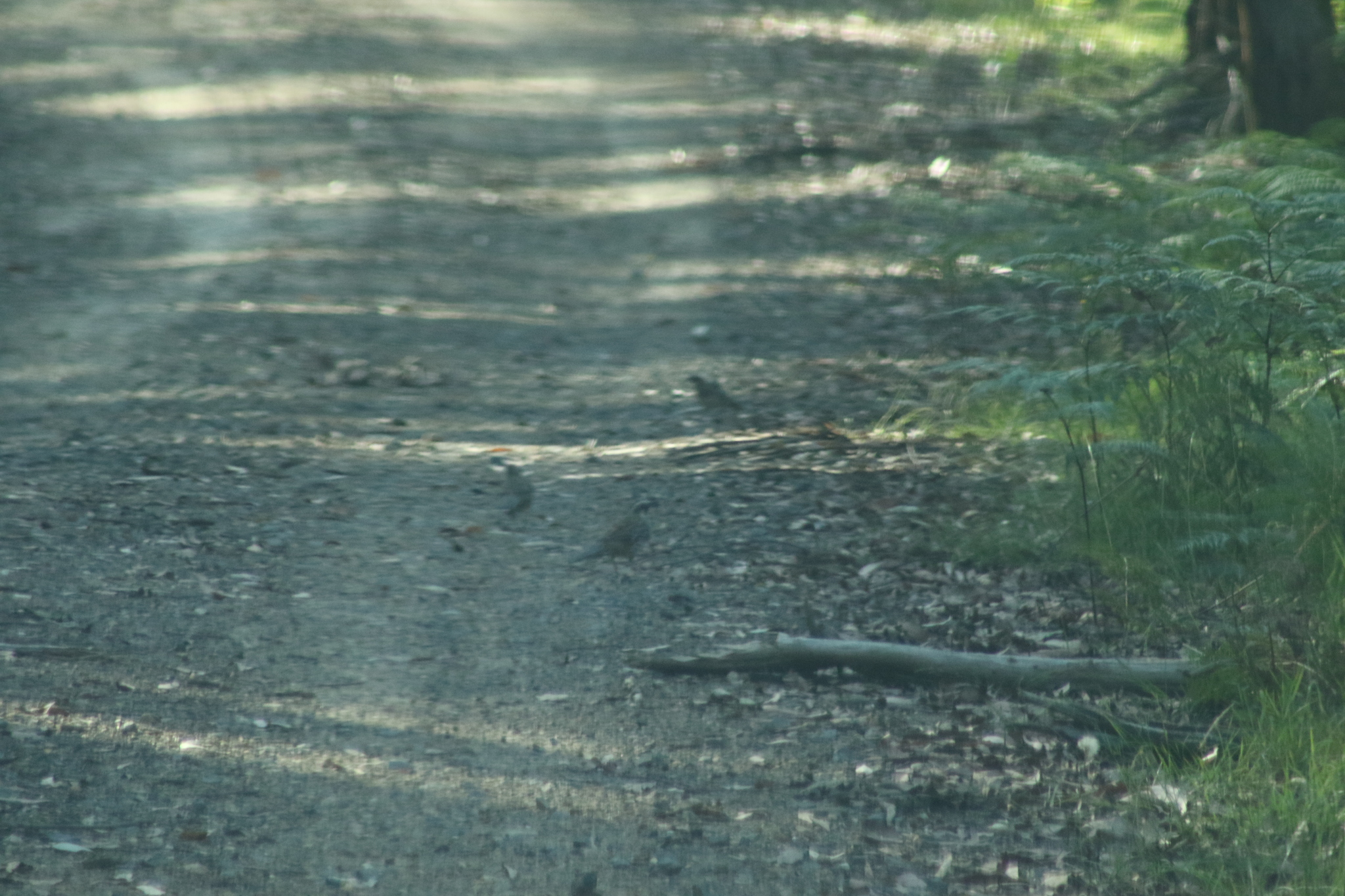 Spotted Quail-thrush (Cinclosoma punctatum), photo 7
