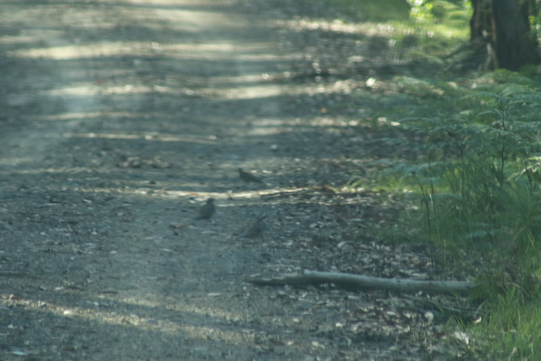Spotted Quail-thrush (Cinclosoma punctatum), photo 6