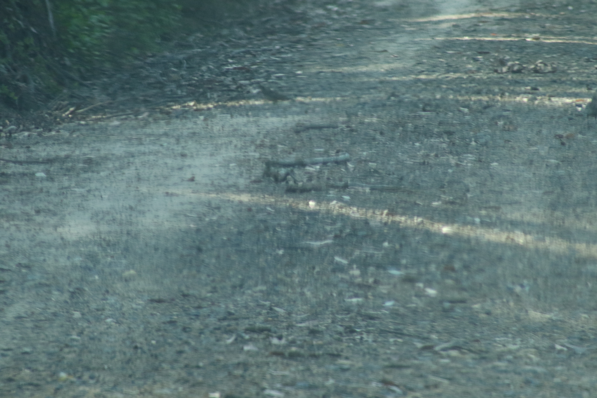 Spotted Quail-thrush (Cinclosoma punctatum), photo 9