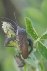 Anoplocnemis phasianus