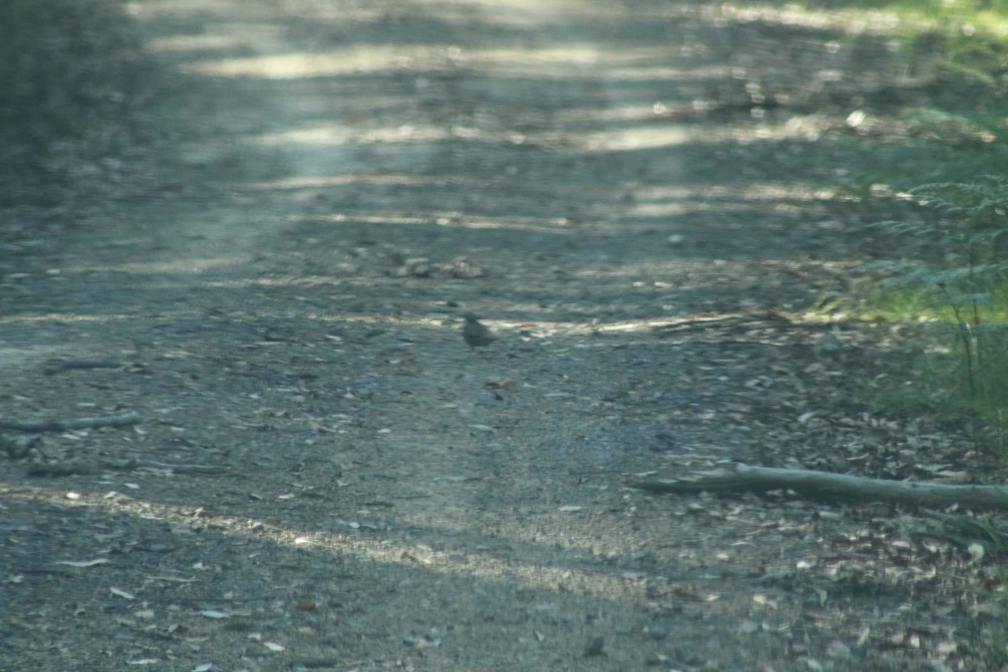 Spotted Quail-thrush (Cinclosoma punctatum), photo 10