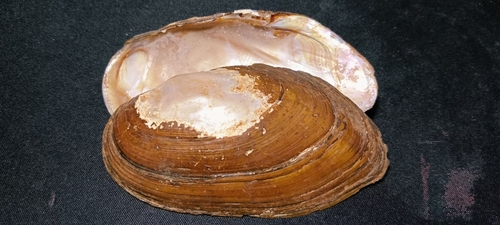 Chambardia moutai
