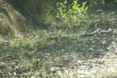 Spotted Quail-thrush (Cinclosoma punctatum), photo 4