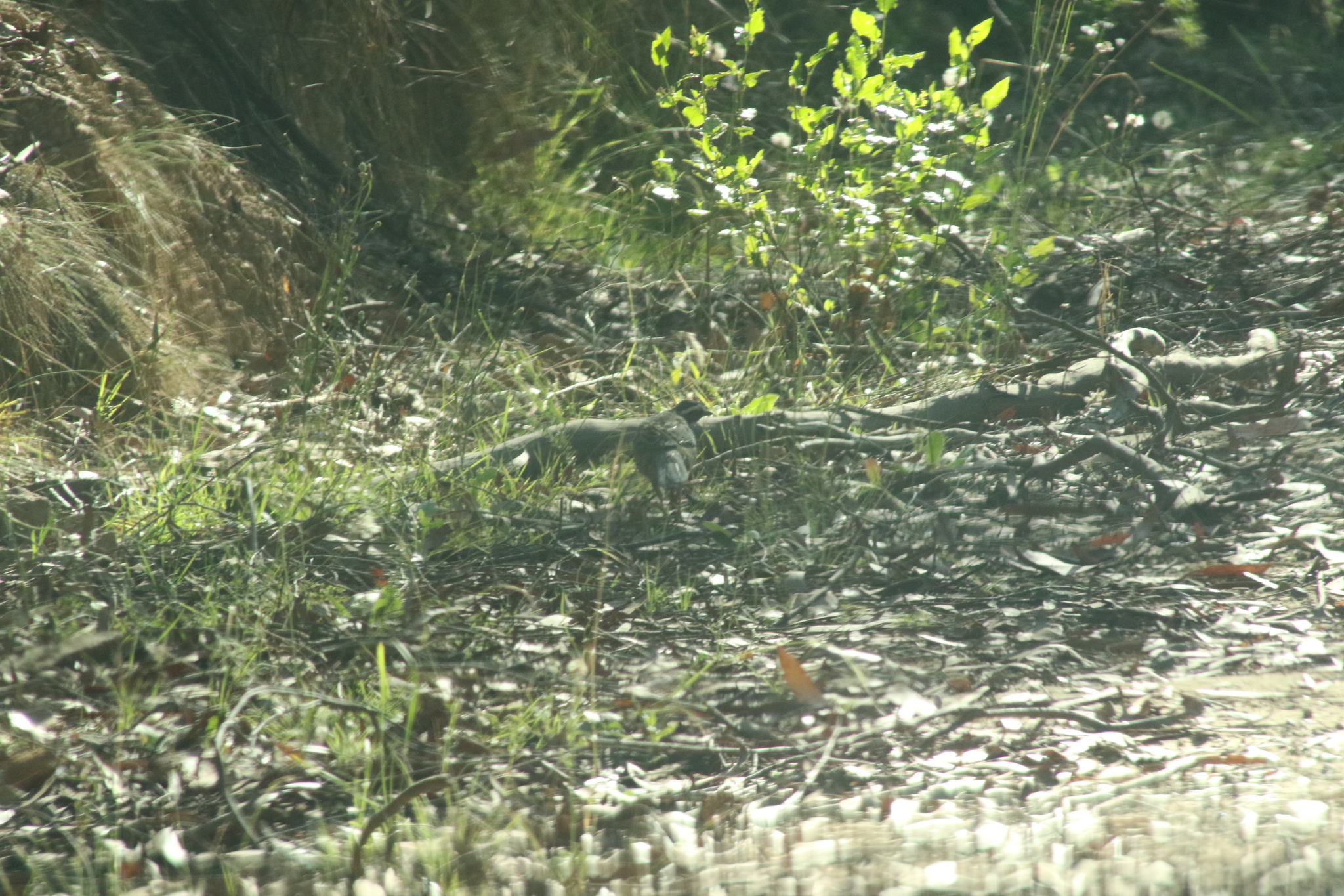 Spotted Quail-thrush (Cinclosoma punctatum), photo 1