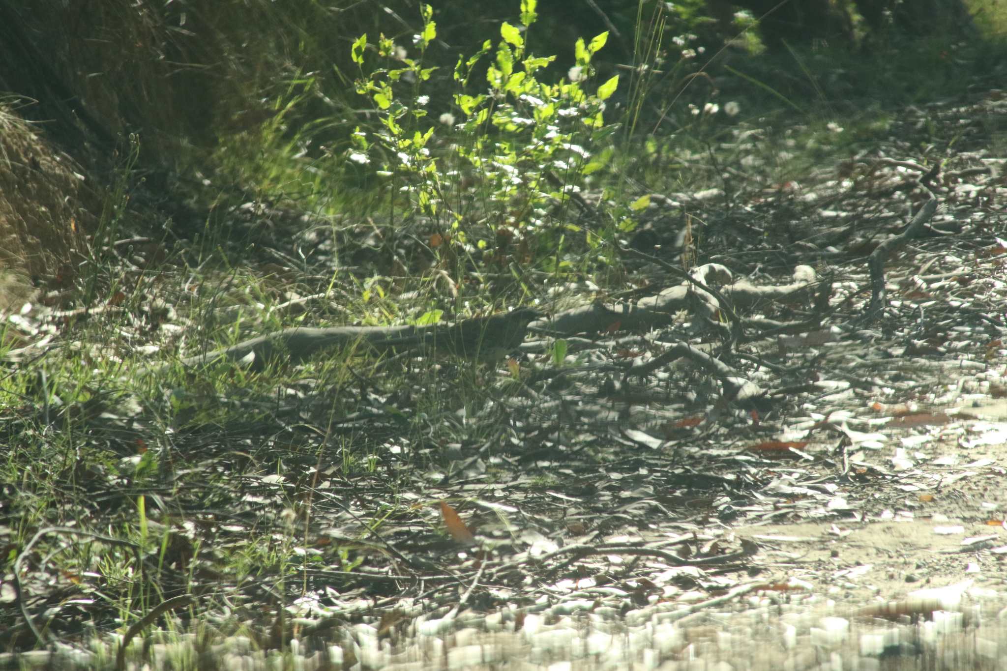 Spotted Quail-thrush (Cinclosoma punctatum), photo 2