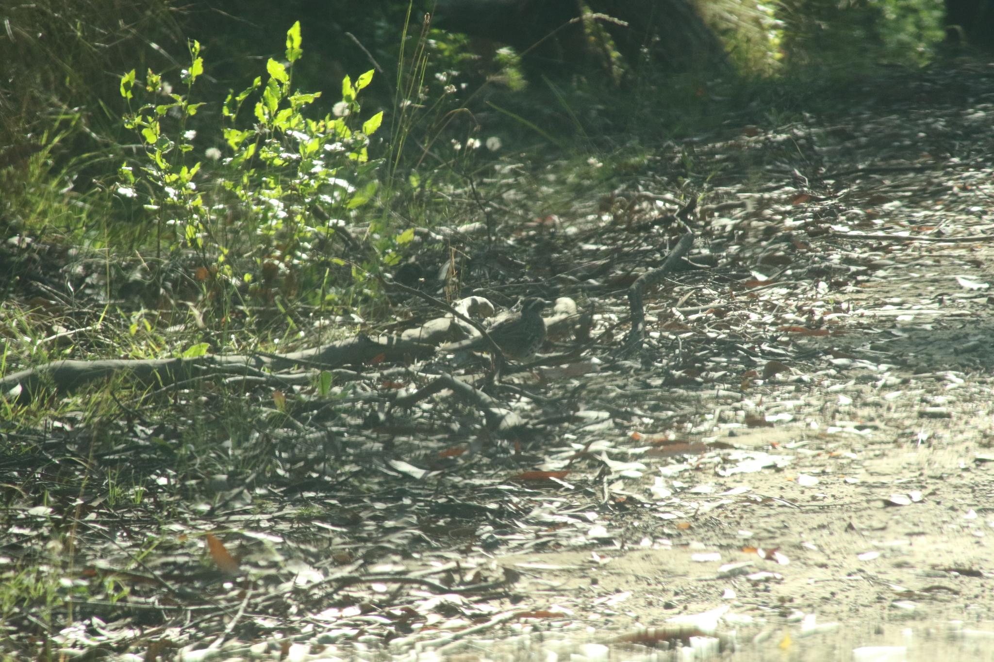 Spotted Quail-thrush (Cinclosoma punctatum), photo 5