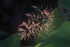 Eragrostis unioloides