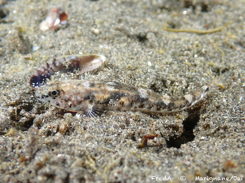 Marbled Goby, photo 4 of 10