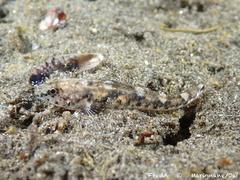 Marbled Goby photo 2