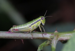 Micropodisma salamandra