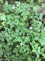 Geranium robertianum
