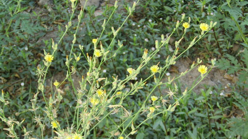 Foto de Almeirão-do-campo