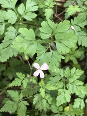 Geranium robertianum