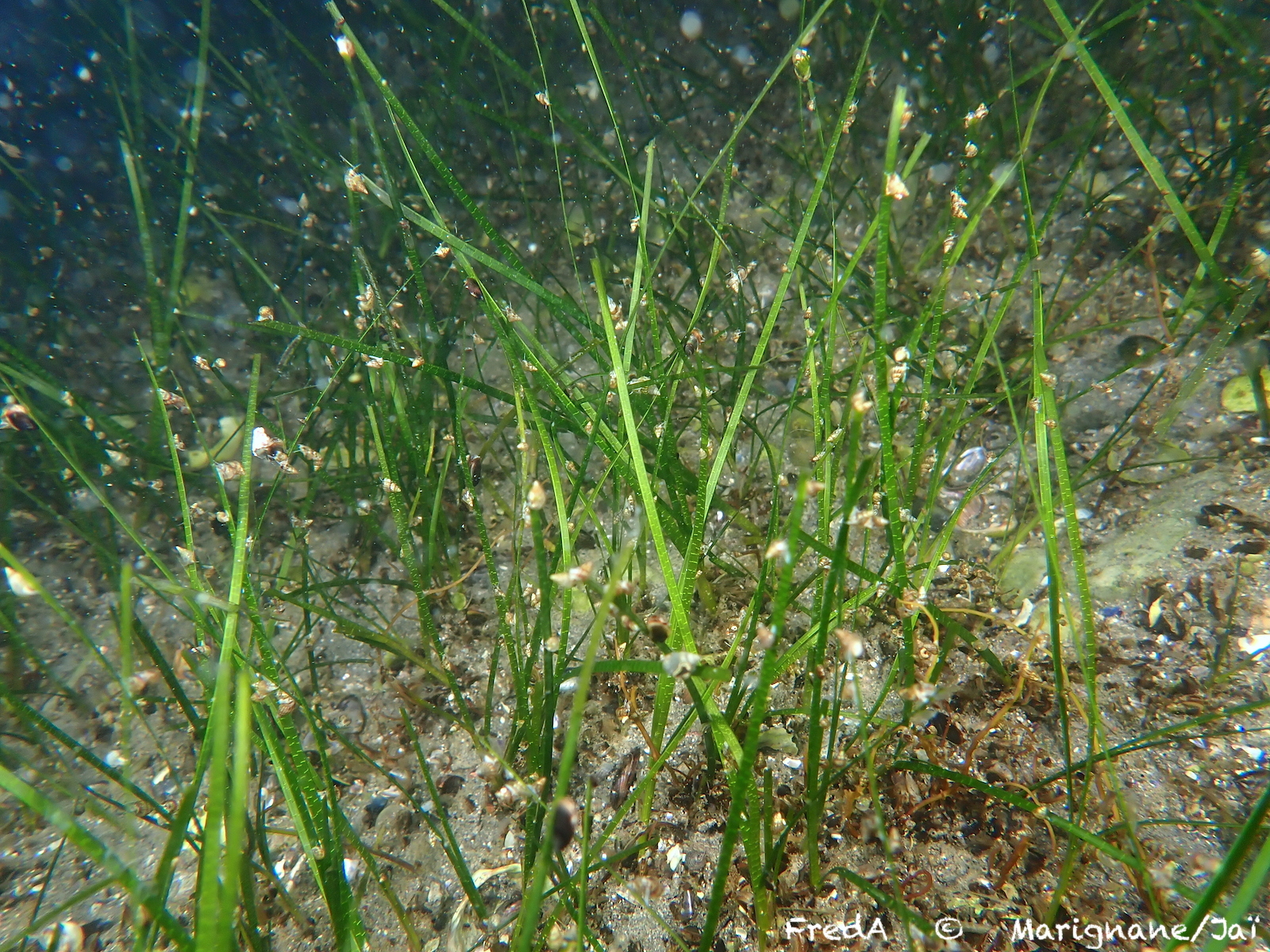 Zostera noltii