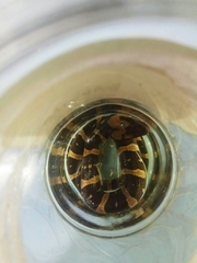 Homalopsis buccata