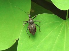 Rhynocoris marginellus