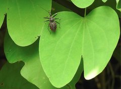 Rhynocoris marginellus