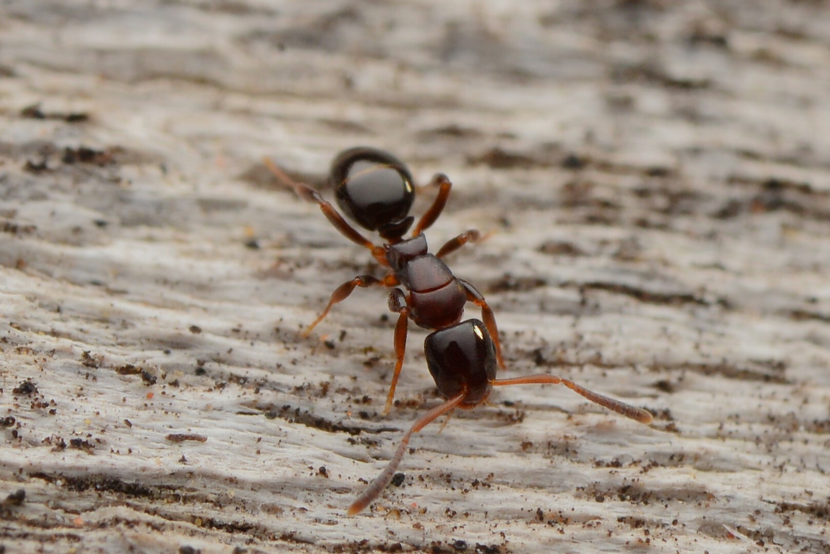 Stigmacros clivispina