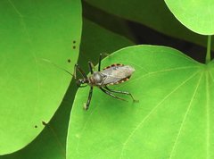 Rhynocoris marginellus