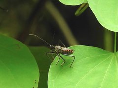 Rhynocoris marginellus