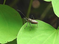 Rhynocoris marginellus