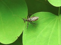 Rhynocoris marginellus