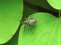 Rhynocoris marginellus