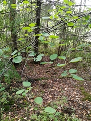 Amelanchier spicata
