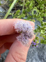Ageratum maritimum, photograph author not stated, no rights reserved
