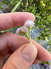 Ageratum maritimum, photograph author not stated, no rights reserved