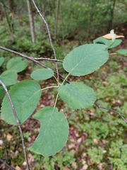Amelanchier spicata