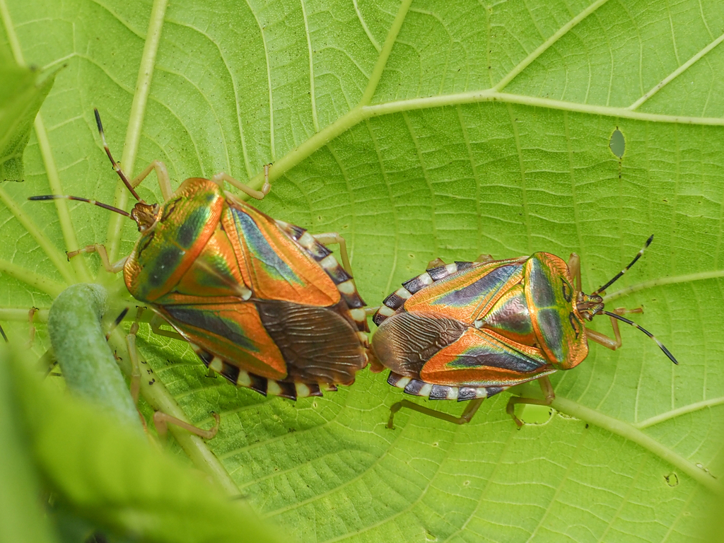 Mattiphus reflexus