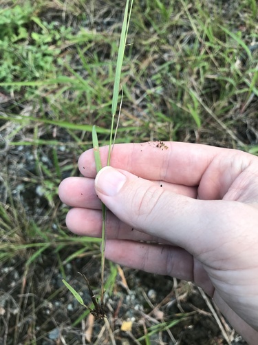 Image of Eragrostis brownii by no rights reserved