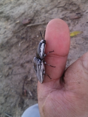 Chalcolepidius approximatus