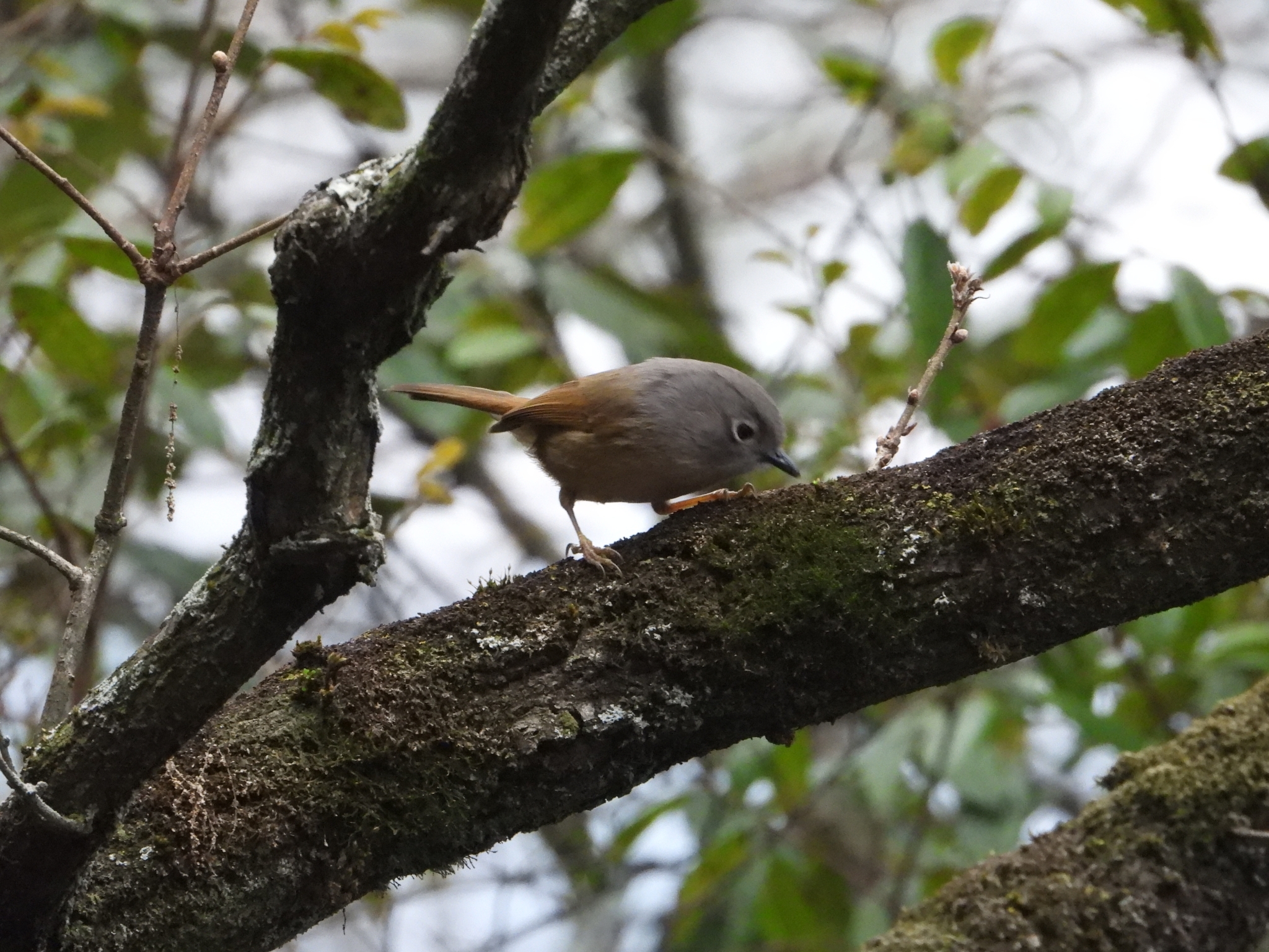 Huet's Fulvetta