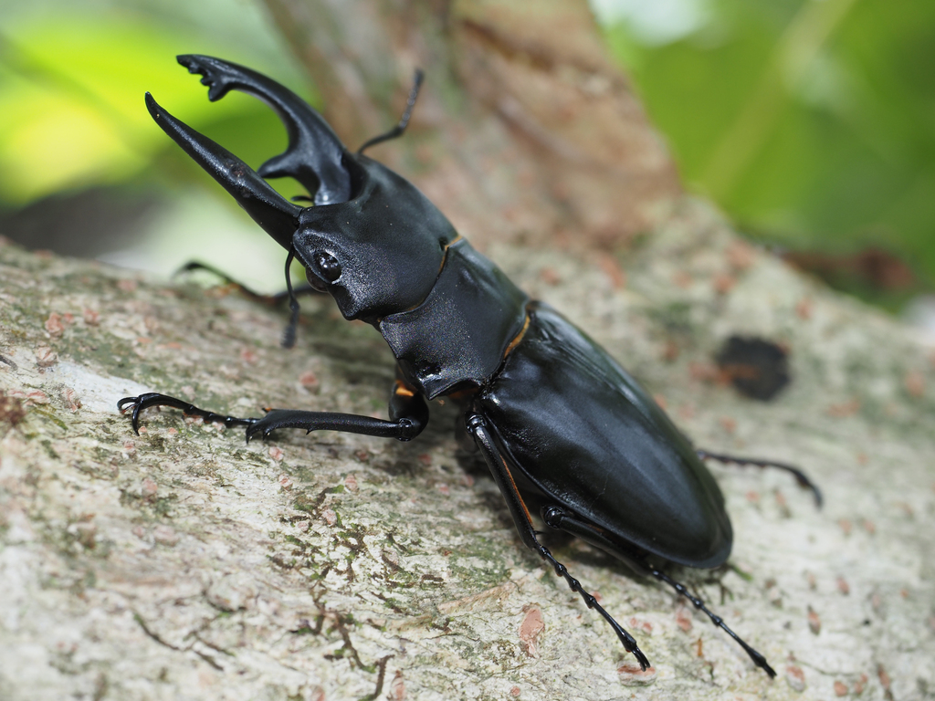 Odontolabis alces