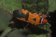 Dysdercus poecilus