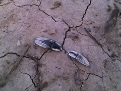 Chalcolepidius approximatus