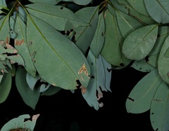 Agathodes ostentalis